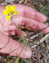Goodenia fascicularis