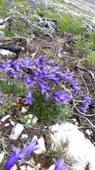 Campanula dasyantha