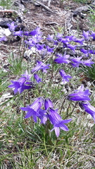 Campanula dasyantha