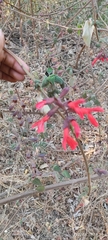 Salvia fulgens