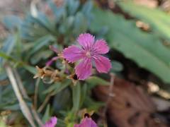 Dianthus shinanensis