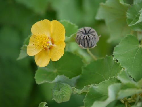 Abutilon hirtum iNat (1)