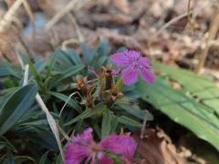 Dianthus shinanensis