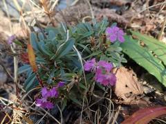 Dianthus shinanensis