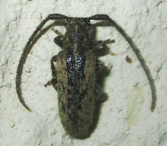 Sophronica