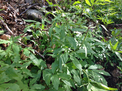 Cardamine bulbifera