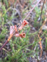 Tulbaghia alliacea