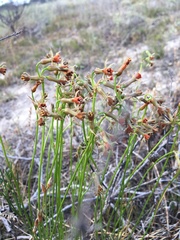 Tulbaghia alliacea