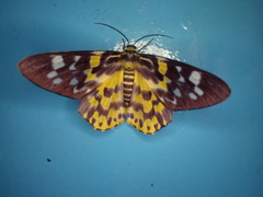 Dysphania subrepleta