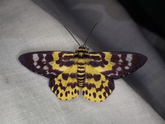 Dysphania subrepleta