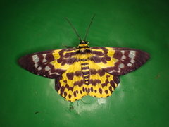 Dysphania subrepleta