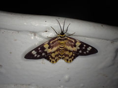 Dysphania subrepleta