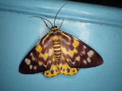 Dysphania subrepleta
