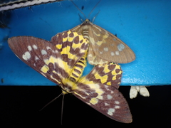 Dysphania subrepleta