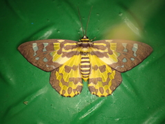 Dysphania subrepleta
