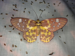 Dysphania subrepleta