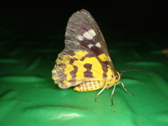 Dysphania subrepleta
