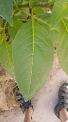 Phytolacca icosandra
