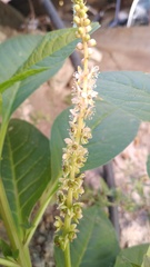 Phytolacca icosandra