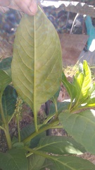 Phytolacca icosandra