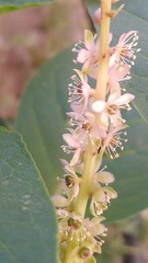 Phytolacca icosandra