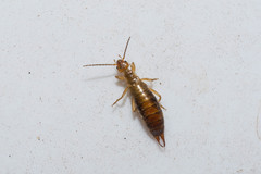 Chelidurella
