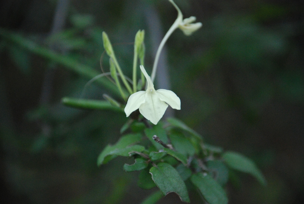 Ecbolium humbertii