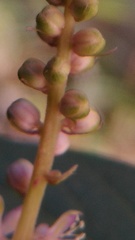Phytolacca icosandra
