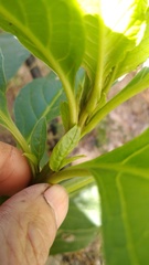 Phytolacca icosandra