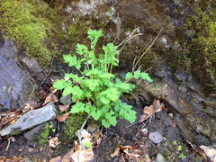Papaver cambricum