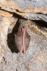 Rhinolophidae