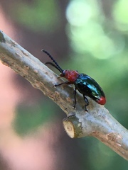 Phyllocharis gracilis