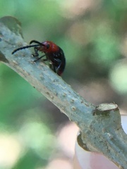 Phyllocharis gracilis