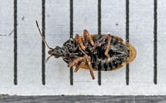 Acompocoris alpinus