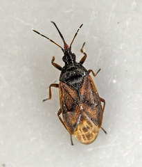 Acompocoris alpinus