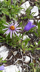 Aster flaccidus