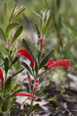 Adenanthos barbiger