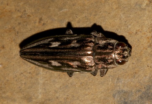 Chalcophora georgiana image