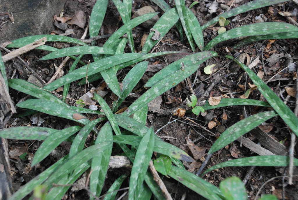 Eulophia humbertii