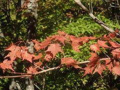 Acer micranthum