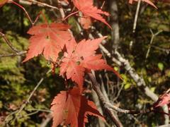 Acer micranthum