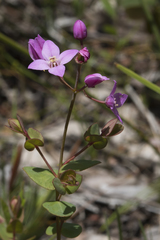 Boronia ovata