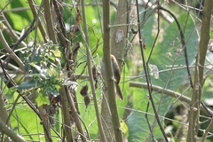 Sinosuthora alphonsiana