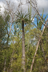 Pachypodium