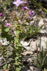Boronia ovata