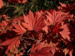 Acer sieboldianum
