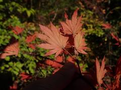 Acer sieboldianum