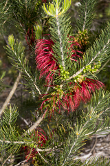 Melaleuca rupestris