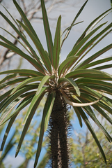 Pachypodium