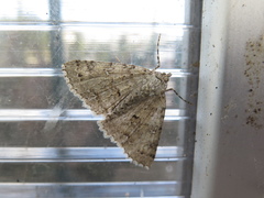 Ascotis fortunata